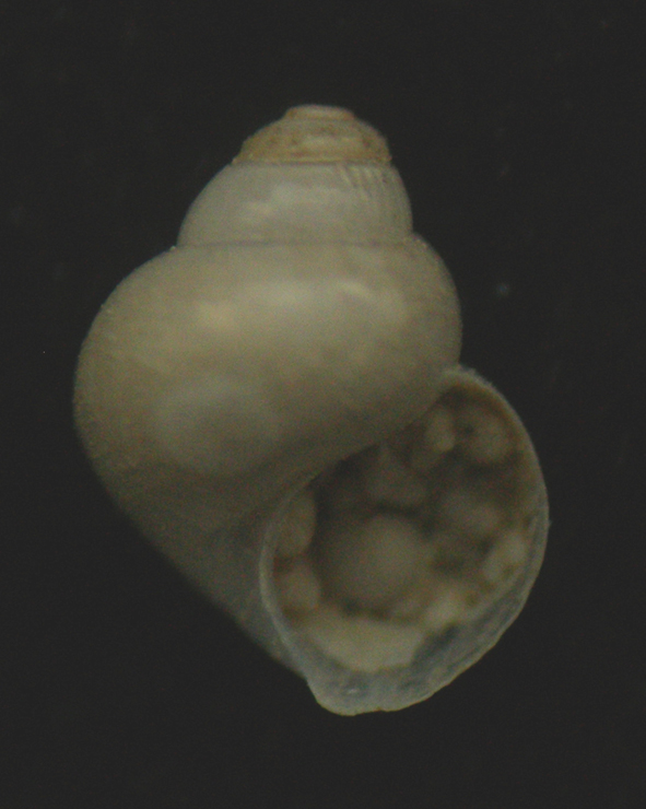 Benthonella tenella (Jeffreys, 1869)